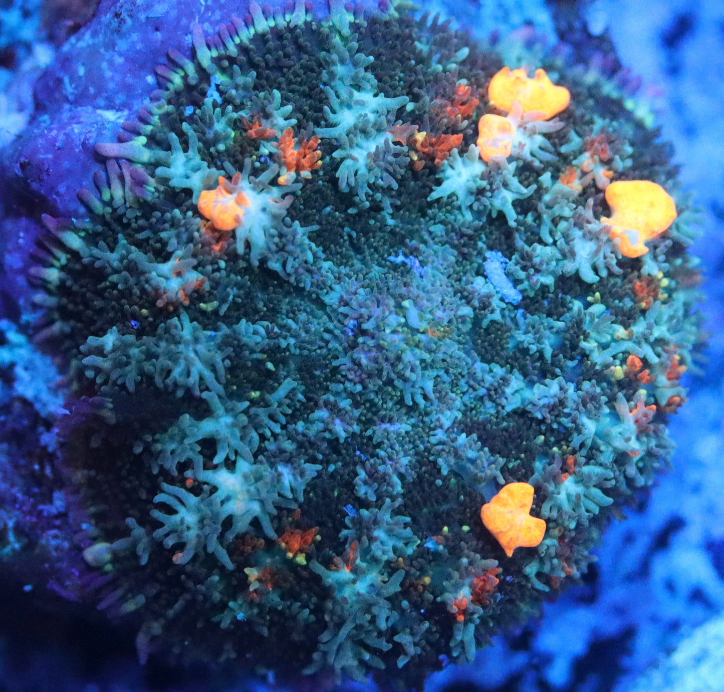 Citrus Bounce Rhodactis