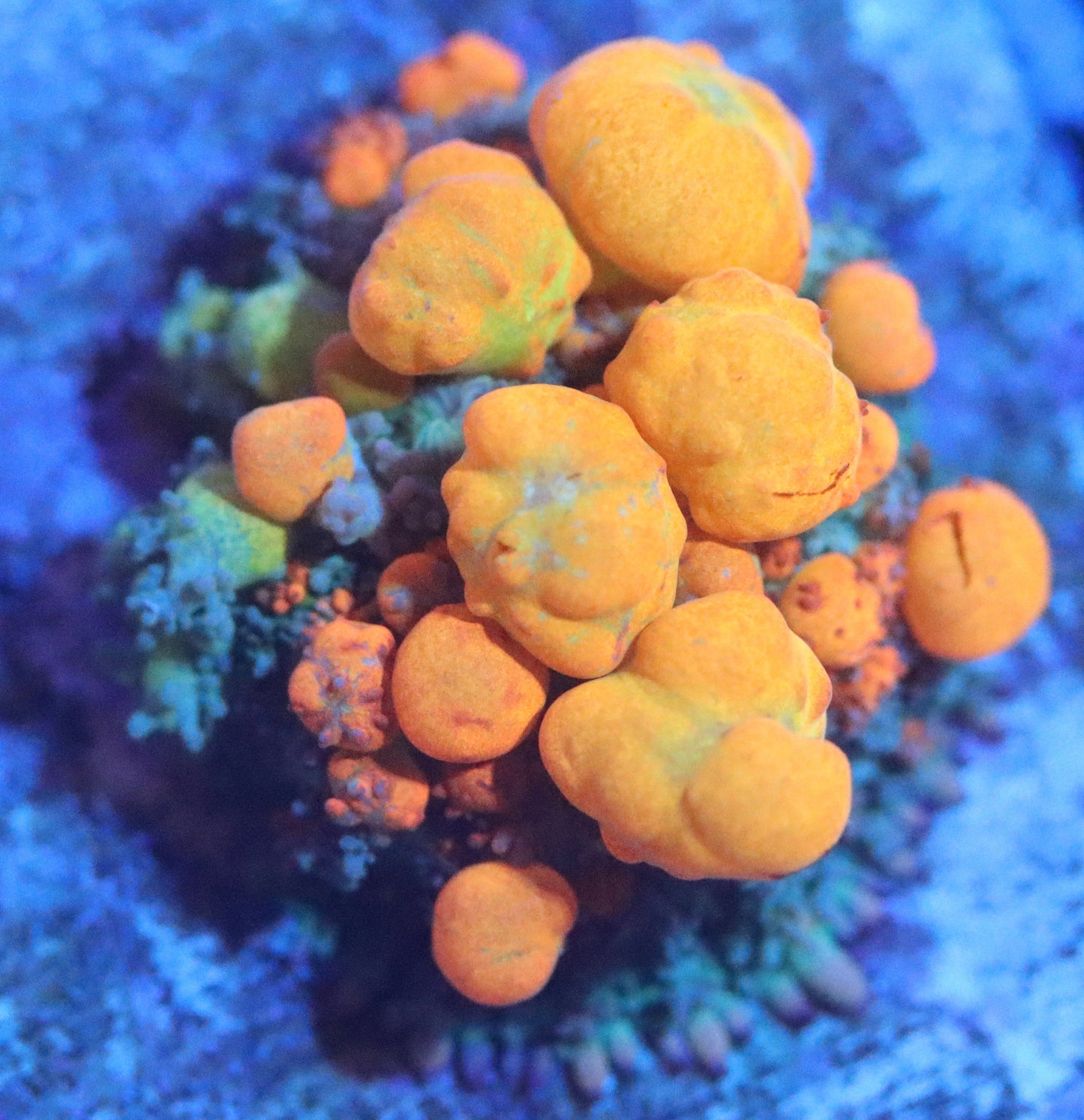 wwc og bounce mushroom