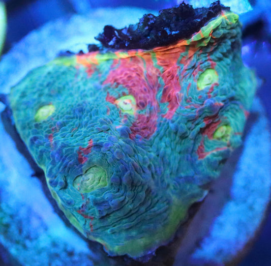 Dynamite Rainbow Chalice