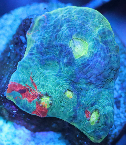 Dynamite Rainbow Chalice