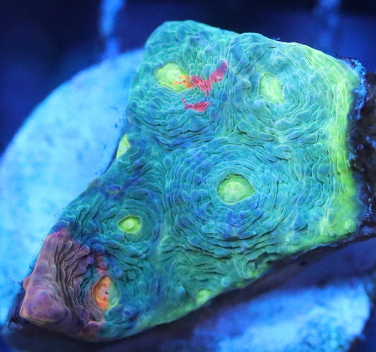 Dynamite Rainbow Chalice