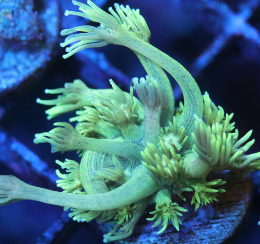 yellow long tentacle goni