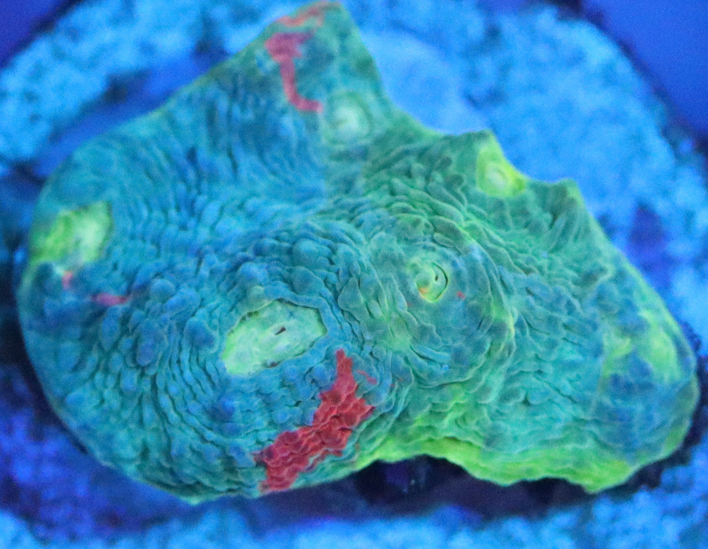 Dynamite Rainbow Chalice