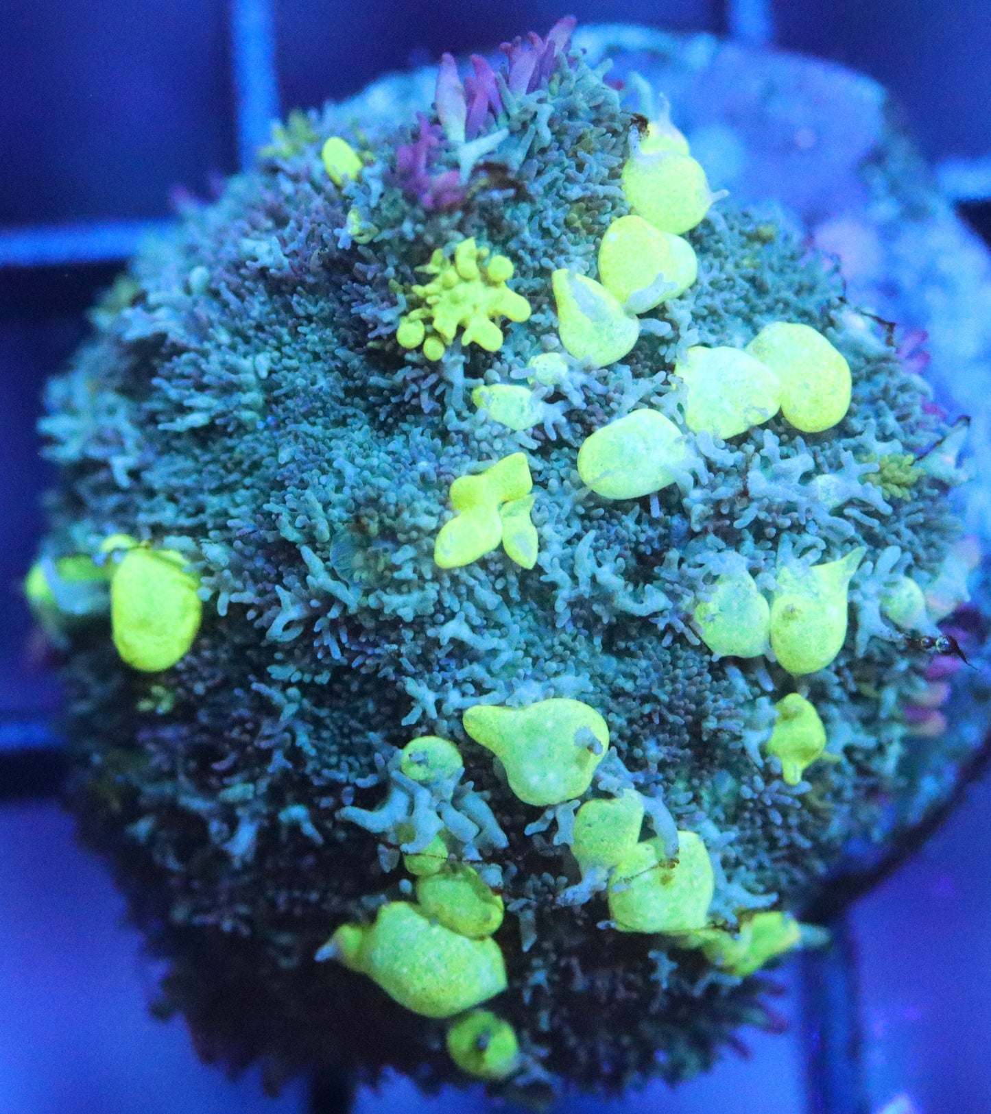 melon green bounce mushroom