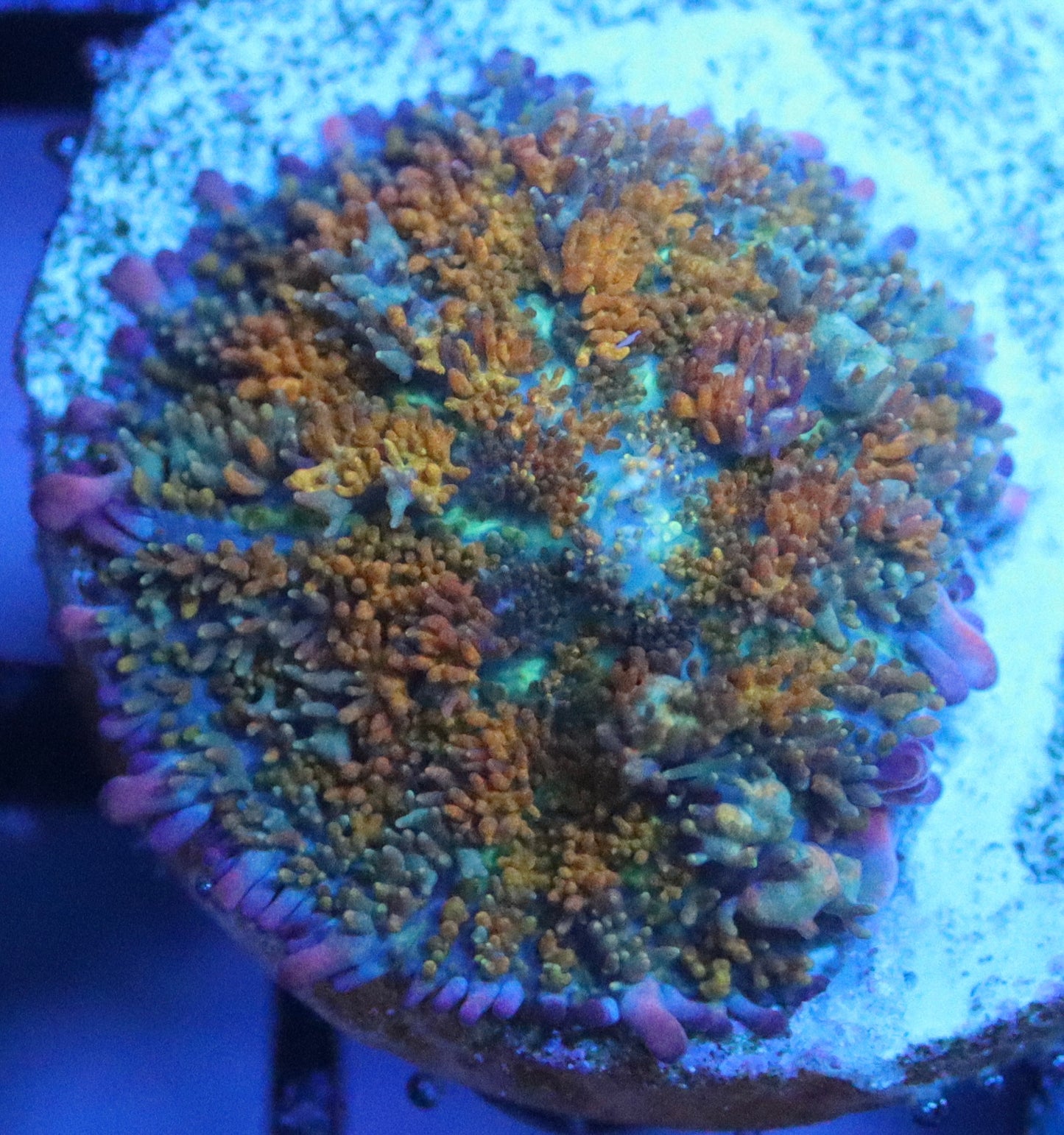 golden dragon mushroom