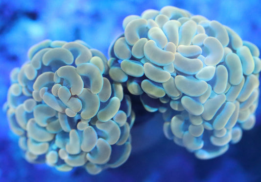 holy grail hammer coral