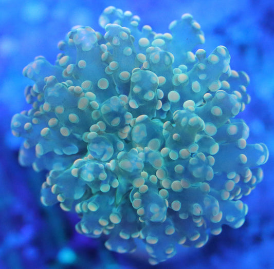 orange octospawn coral