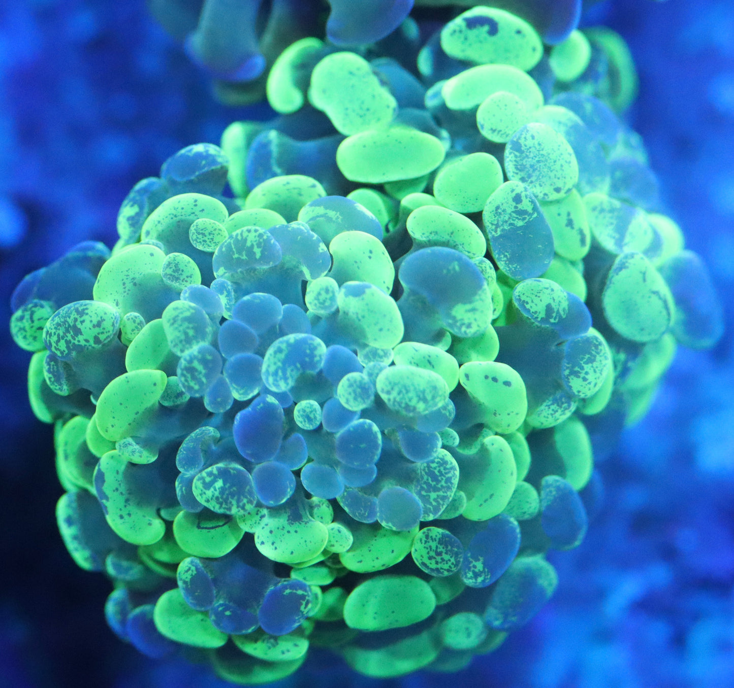 Green Splatter Hammer