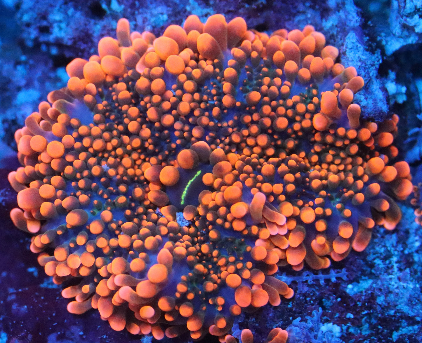 orange yuma mushroom