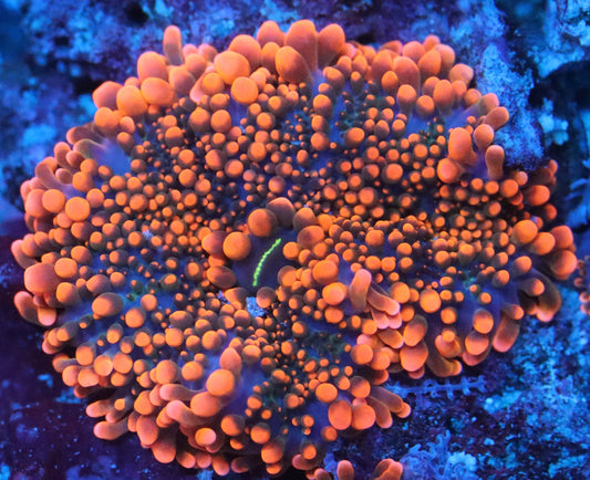 Super Orange Ricordea Yuma Mushroom