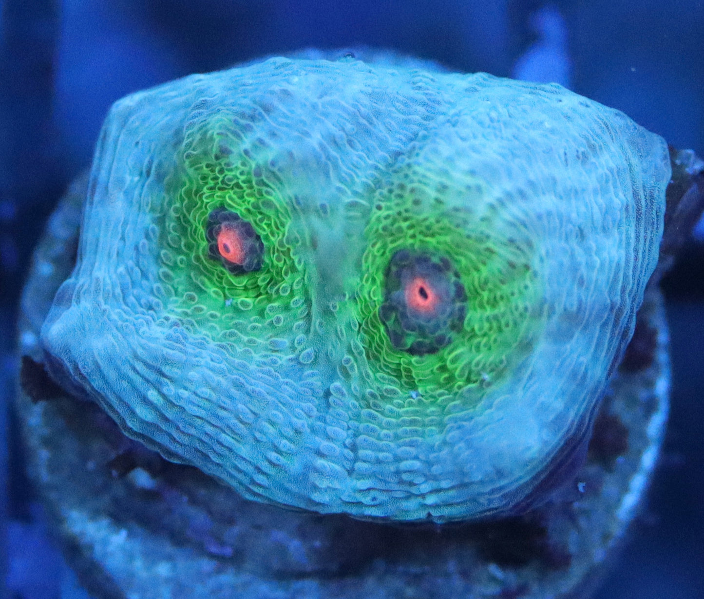 wwc alien eye chalice