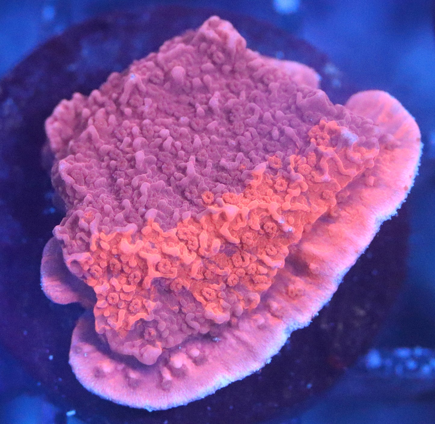 graft montipora cap