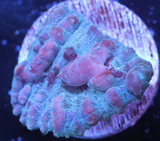 WWC Cosmic Candy Bounce Chalice Coral