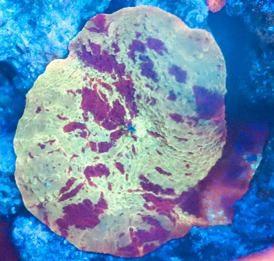 jawbreaker Discosoma Mushroom