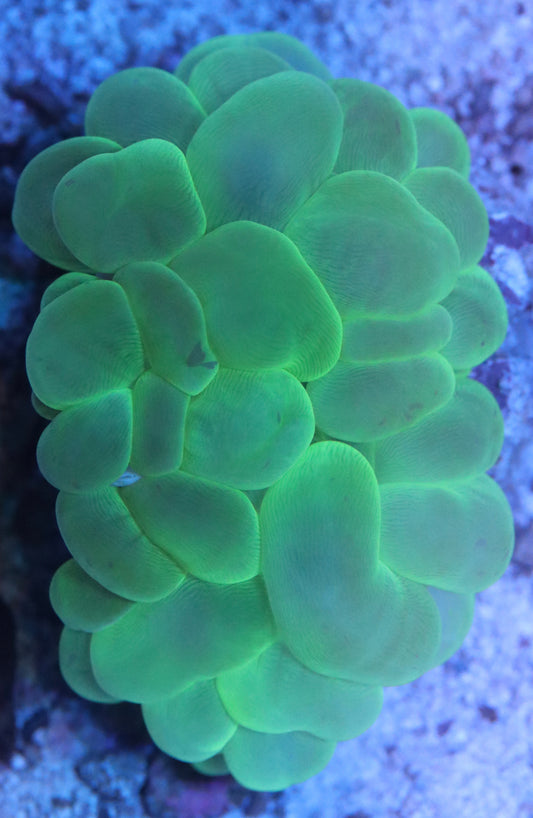green bubble coral