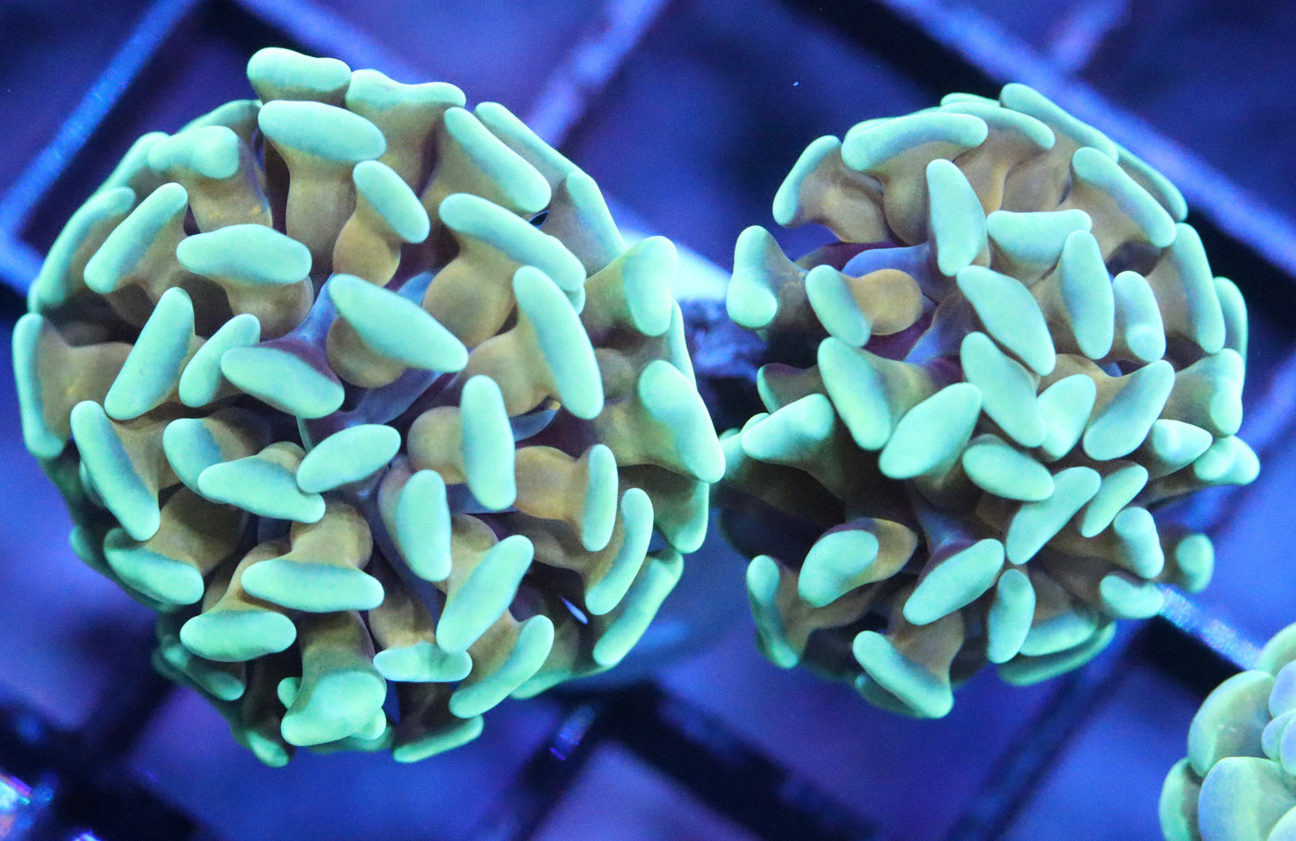 Teal Tip Gold Stem Hammer