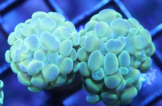 Electric Blue Hammer