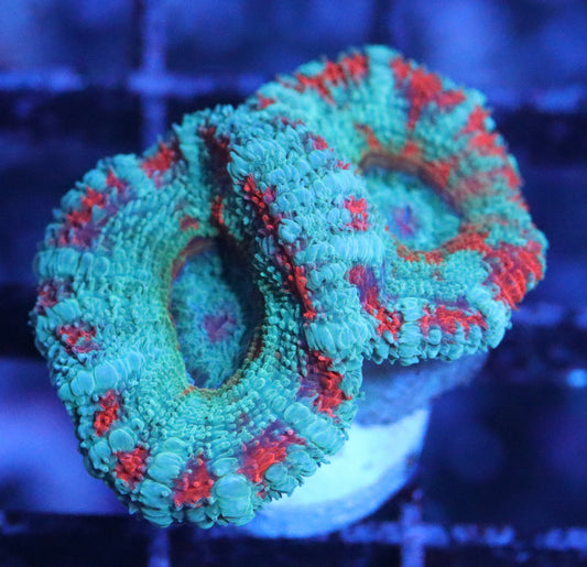 rainbow acan lord