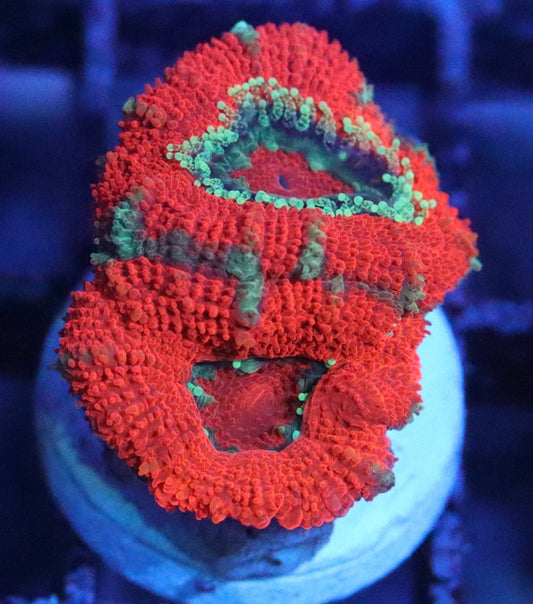 Aussie Acan Lord Frag