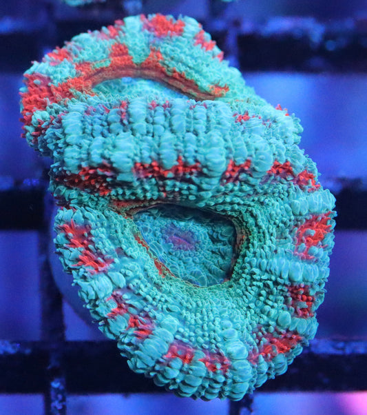 rainbow acan lord