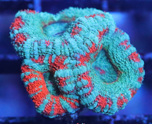 rainbow acan lord