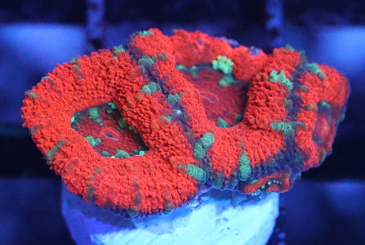 Aussie Acan Lord Frag