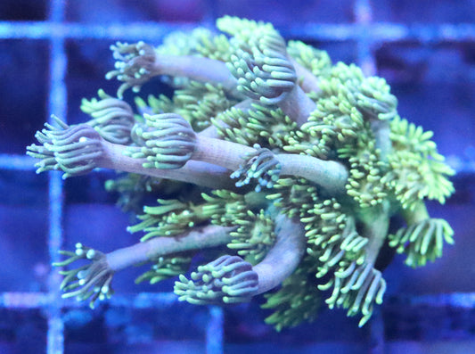 Pink and Yellow Goniopora