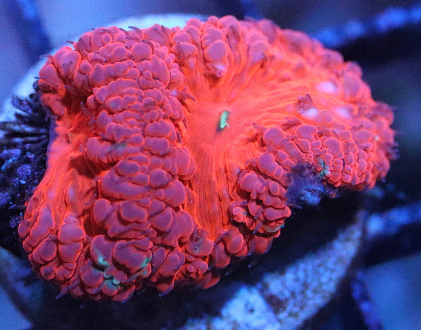 blood red blasto with green