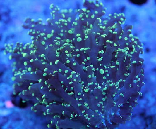 yellow tip octospawn