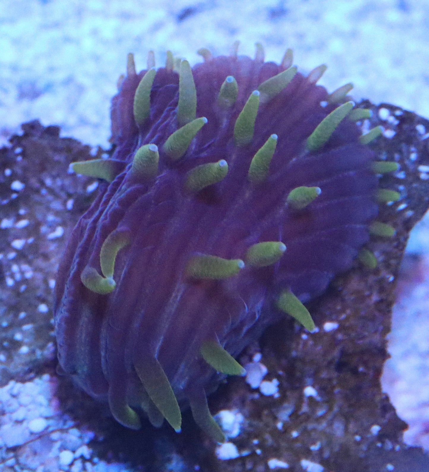 Flametip Diaseris Plate Coral