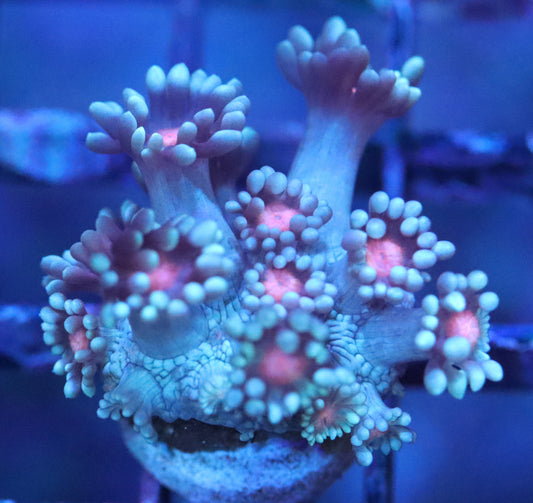 ERA Neon Daisy Heart Goni