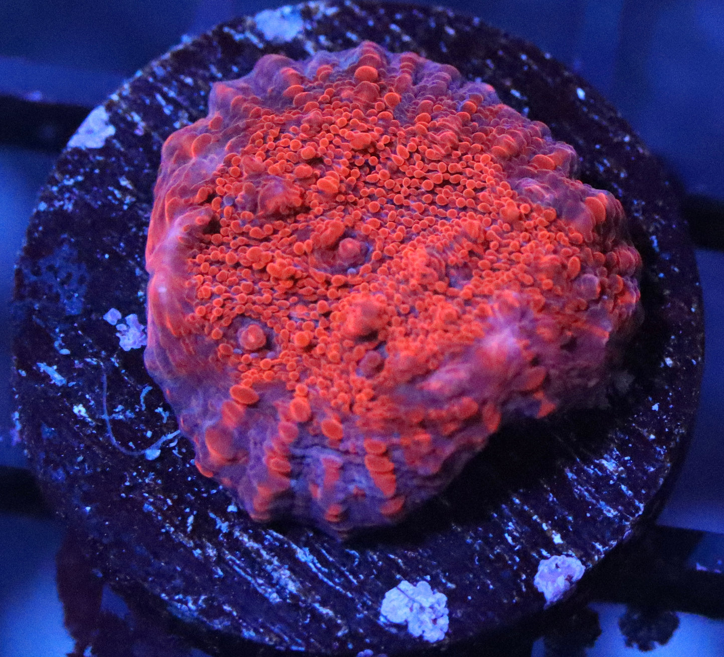 WWC Seared Stellaria Chalice