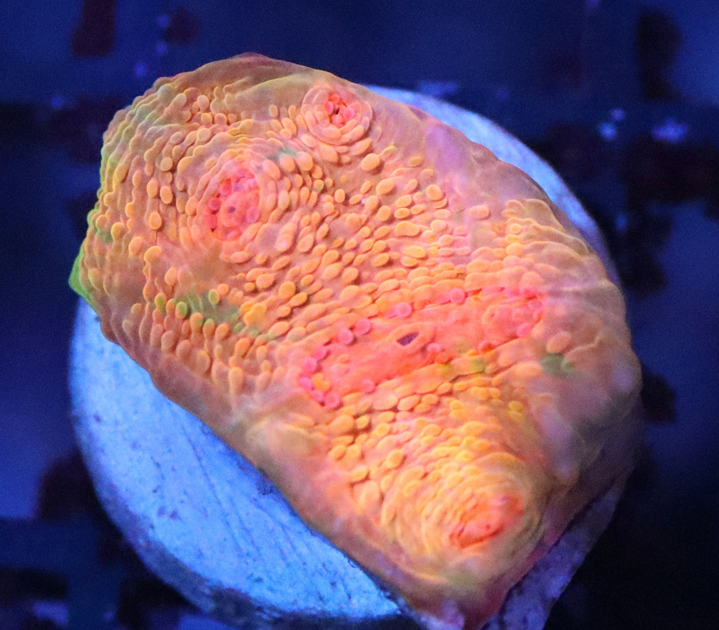 og mummy eye chalice