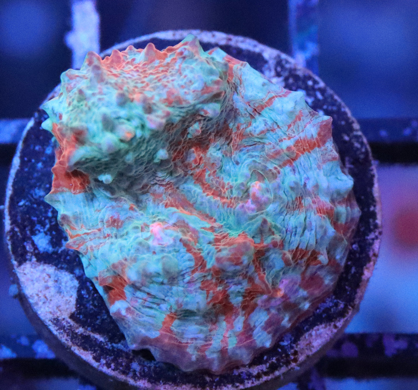 ARC Crazy Calypso Chalice