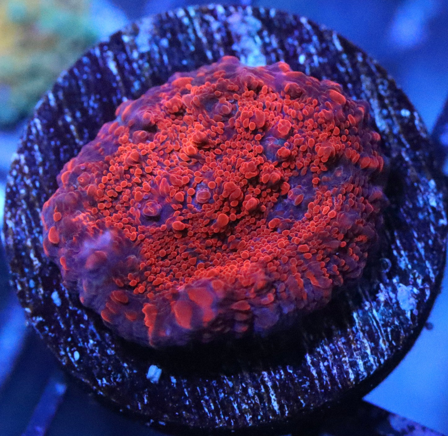 WWC Seared Stellaria Chalice