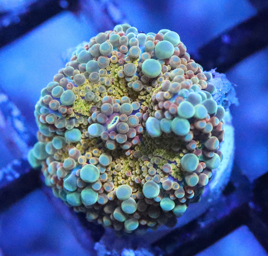 Gold Rush Ricordea Yuma Mushroom