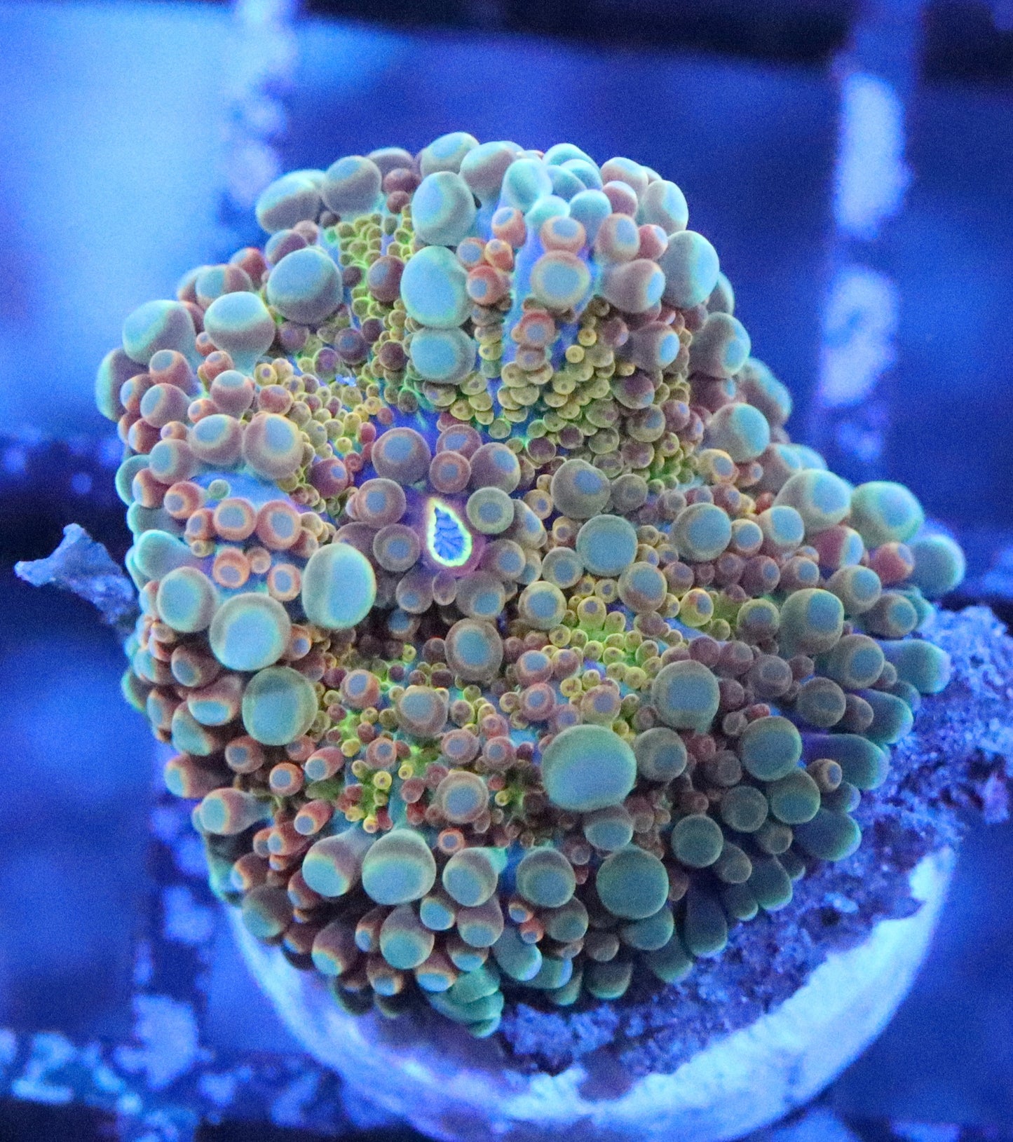 Gold Rush Ricordea Yuma Mushroom