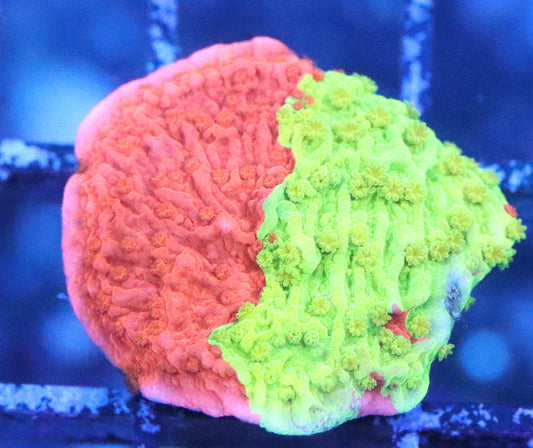 wwc jawbreaker monti