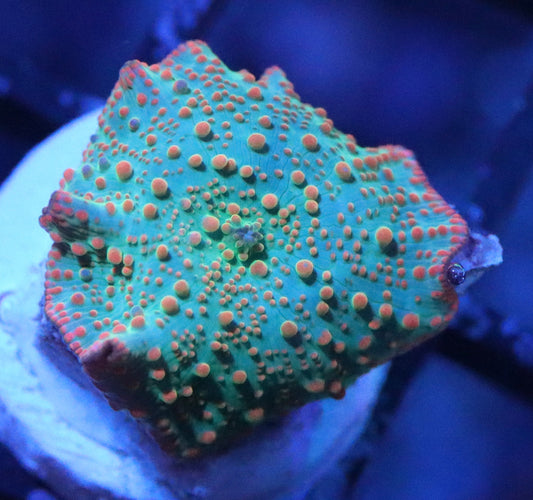 silent seas disco mushroom