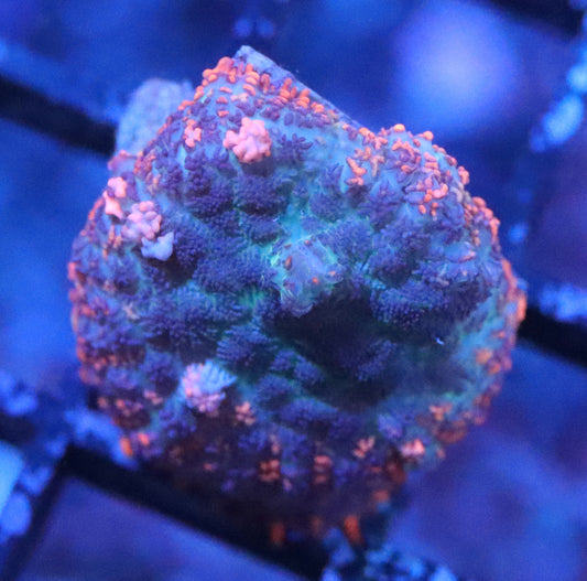 Blue Rainbow Rhodactis Mushroom