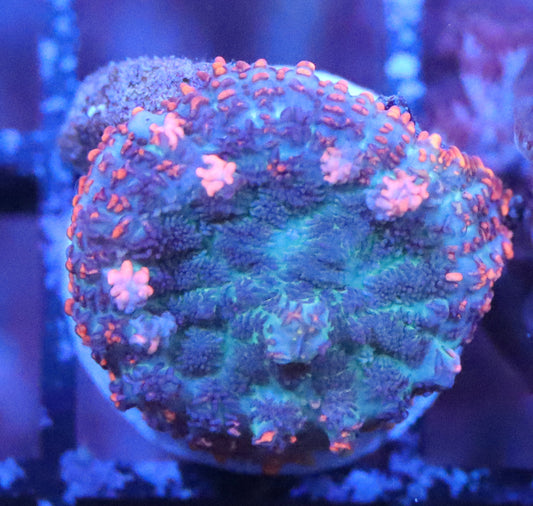 Blue Rainbow Rhodactis Mushroom