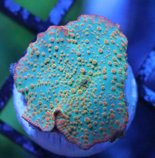 silent seas disco mushroom