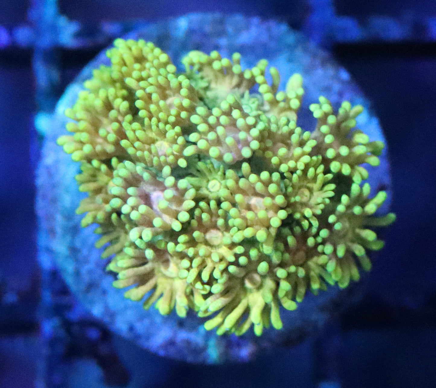 Ultimate Rainbow Goni