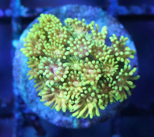 Ultimate Rainbow Goni