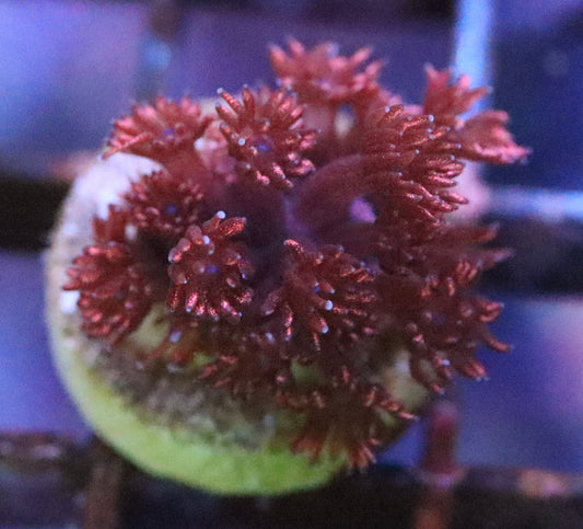 Red Glitter Bomb Goni