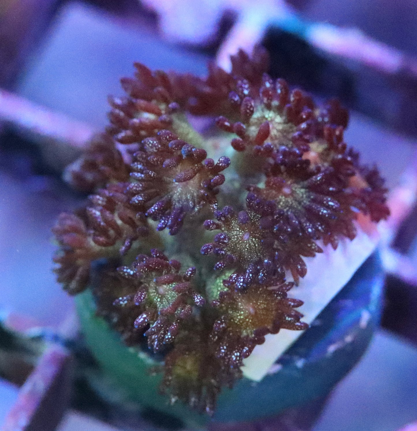 CULTURED Glitter bomb Goni