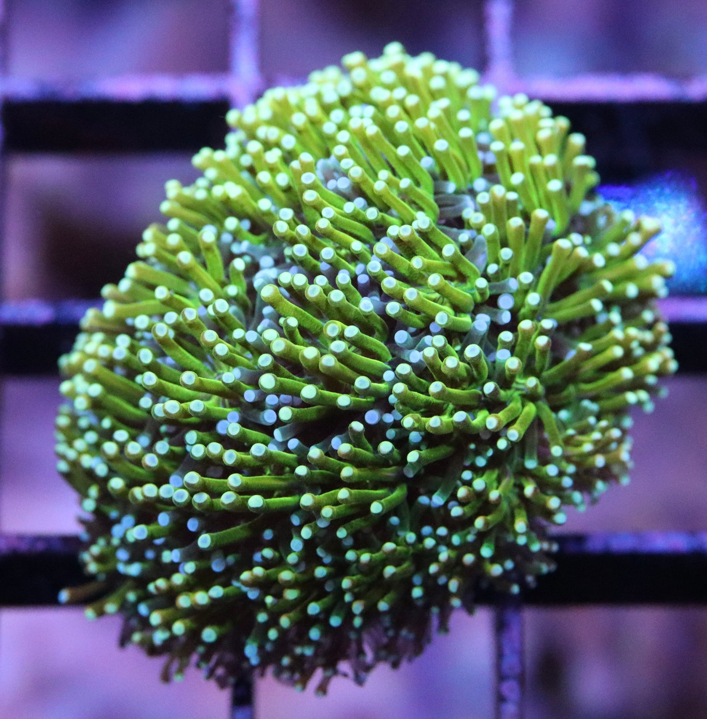 STARBURST Galaxea Frag