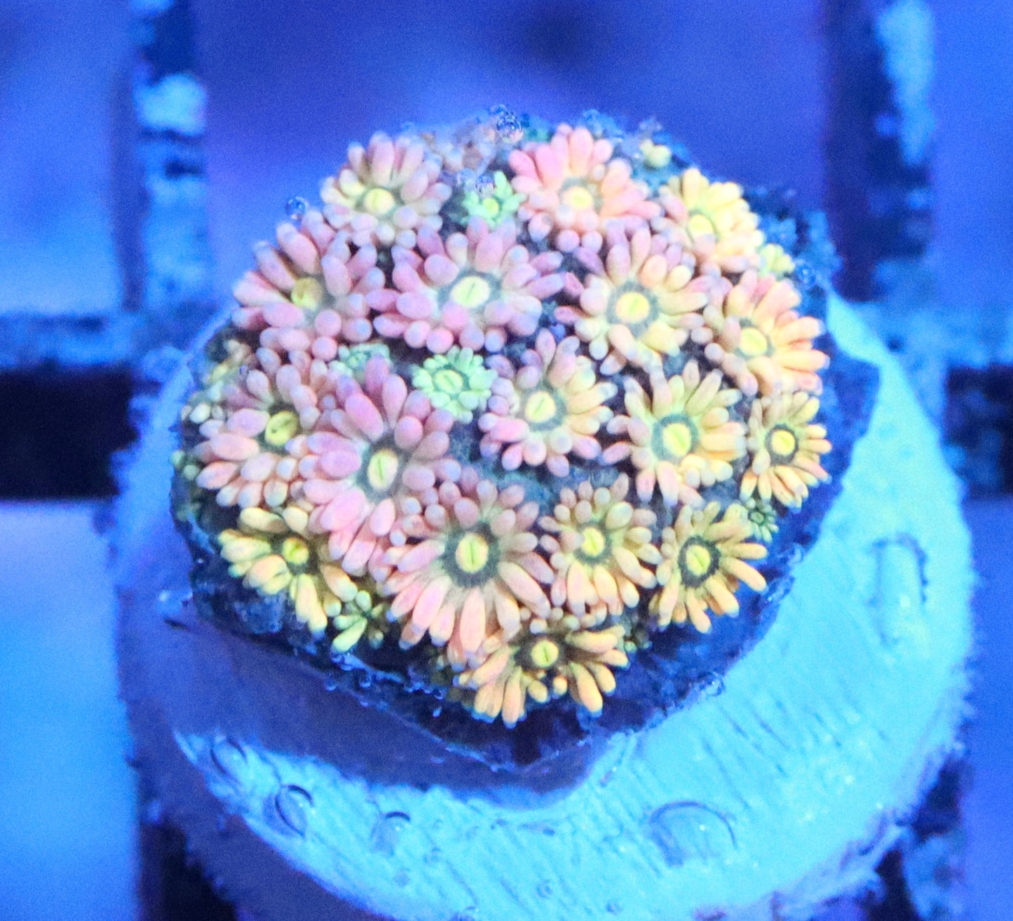 Rainbow candy eye gonipora