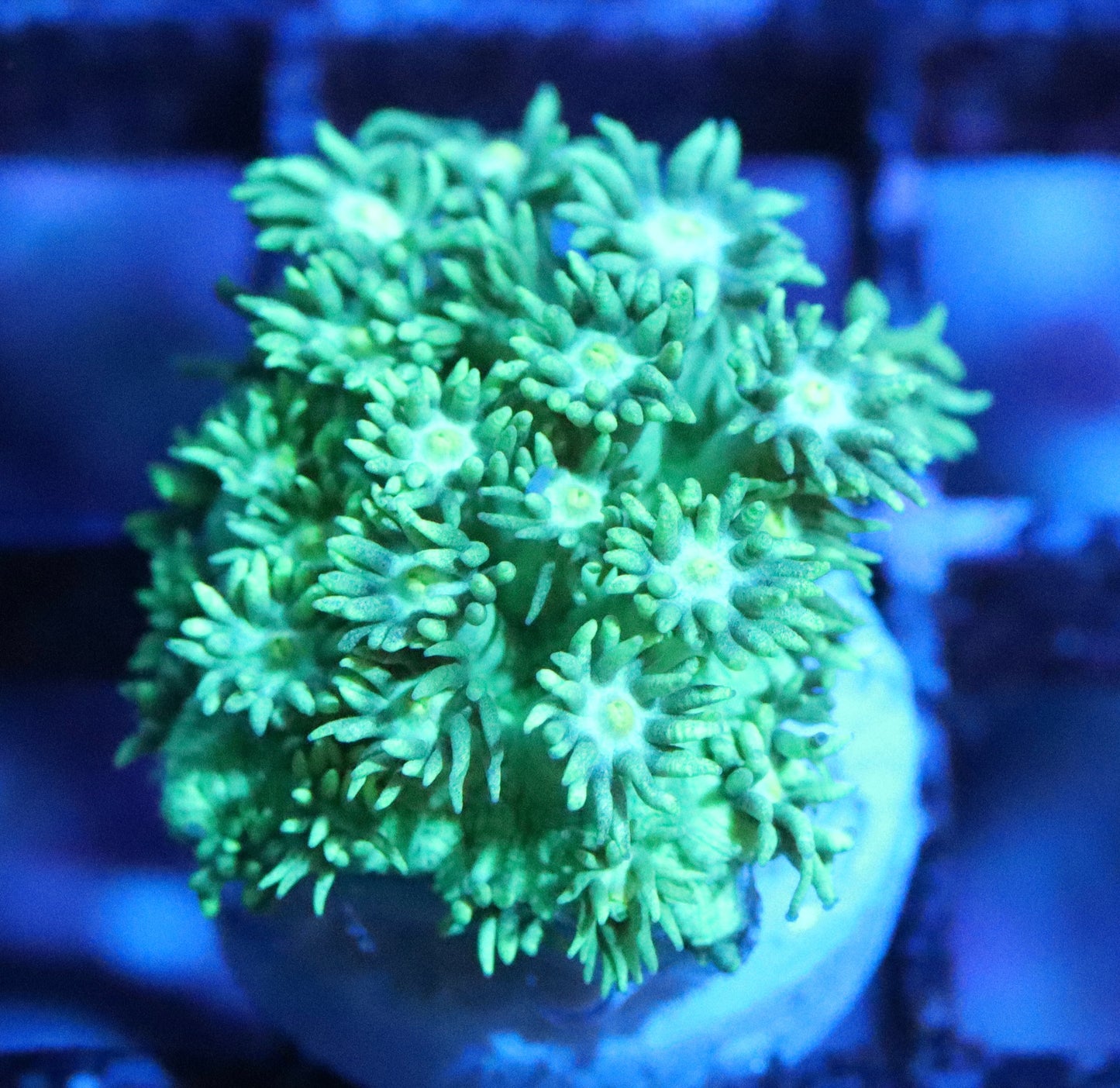 Neon Green Gonipora