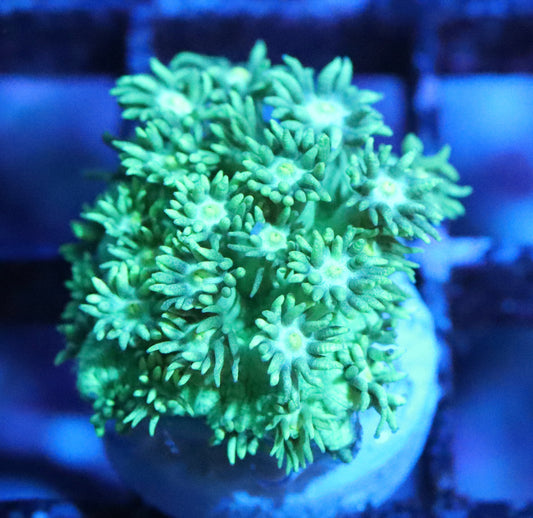Neon Green Gonipora